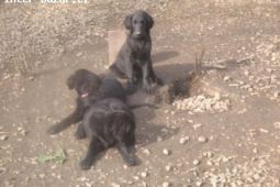 Flat coated retriever s PP