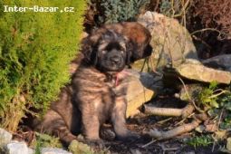 Leonberger štěňátka