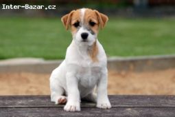 Jack Russell teriér štěňata