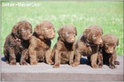 Labrador retrívr, Chesapeake bay retrívr