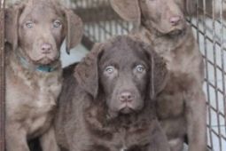 Chesapeake bay retriver-hnědý s PP jako hnědý labr