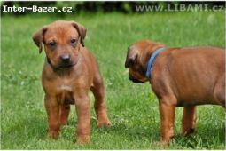 Rhodesian ridgeback - Rhodéský ridgeback