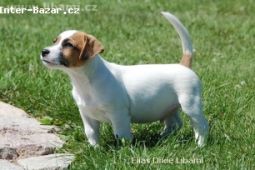 Jack Russell teriér