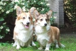 WELSH CORGI PEMBROKE - štěňata