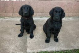 Flat Coated Retriever