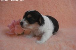 Biewer Yorkshire Terrier