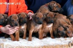 Rhodesian Ridgeback