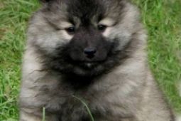 Německý špic vlčí / Keeshond