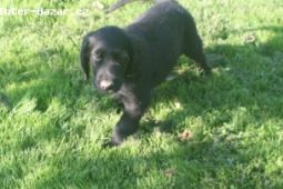 Flat coated retriever