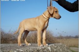 Rhodesian Ridgeback