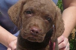 Chesapeake bay retriever 