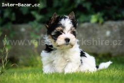 BIEWER YORKSHIRE TERRIER