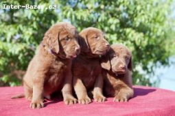 Chesapeake bay retriver(jak hnědý labrador) s PP