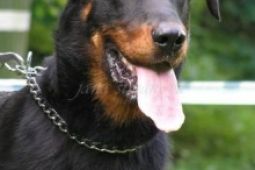 Štěňata beauceronů-Sorbon z filmu Angelika