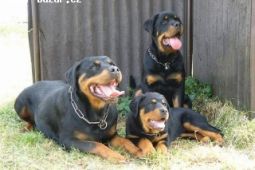 Rottweiler štěňata s průkazem původu