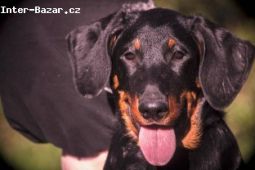 Beauceron - fenky štěňátka s PP