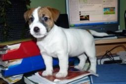 Jack Russell Terrier