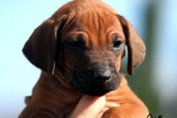 Rhodesian Ridgeback a Chesapeake bay retrívr