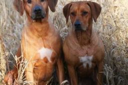 Rhodesian ridgeback s PP