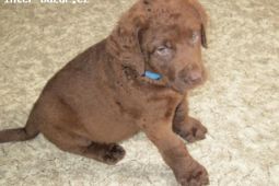 Chesapeake bay retriever