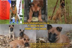 Belgický ovčák malinois s PP