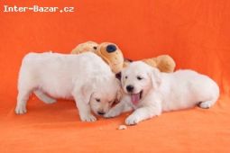 Zlatý retrívr – golden retriever s PP štěňata