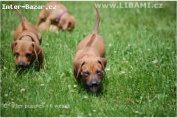 Rhodesian Ridgeback a Parson Russell ter