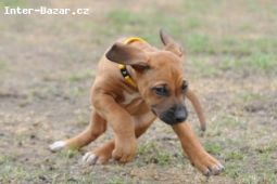 Rhodéský ridgeback - štěňata