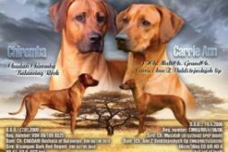 Rhodesian Ridgeback - vymazlená štěňátka