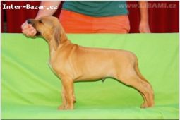 Rhodesian ridgeback