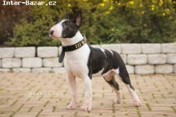 Miniaturní bullterrier