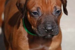 Rhodesian Ridgeback a Parson Russell terrier