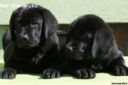 Labrador retriever s PP černá ..pejsci