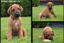 Rhodesian, rhodeský, rodézský ridgeback