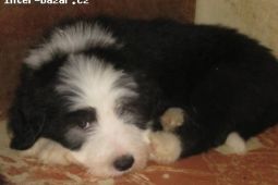 Bearded Collie