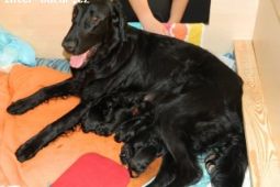 Flat coated retriever štěňátka