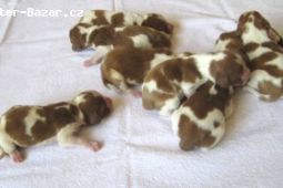 Welsh Springer Spaniel - štěňata s PP