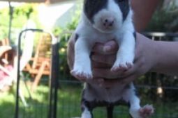 MINI Bullterrier