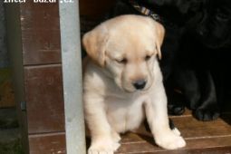 Labrador retriever štěňata ze zahraničního krytí