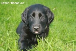 Flat coated retriever