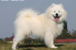 Samojed: štěňátka s průkazem původu