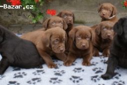 LABRADOR RETRIVER s PP(černá,hnědá)