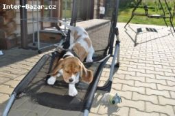 Nabízíme krásná štěnátka Bígla (Beagle) s PP