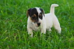 Jack Russel terier - prodám štěnata JRT