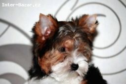 Biewer Yorkshire terrier