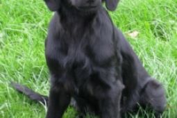 Prodám Flat Coated Retrievera