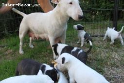 Miniature bull terrier