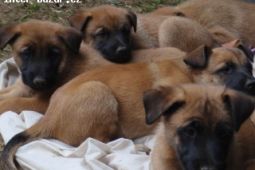 Belgický ovčák Malinois - štěňata