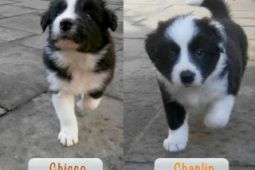 Border collie s PP