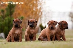 Rhodéský Ridgeback s PP